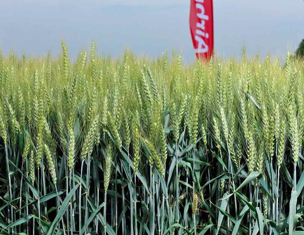 Airbus - ran&aacute;, v&yacute;nosn&aacute; osinat&aacute; odrůda s&nbsp;kvalitou E