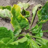 &Scaron;kůdci na cukrovce - co je nov&eacute;ho