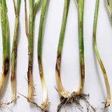 Změny spektra houbov&yacute;ch patogenů u&nbsp;p&scaron;enice