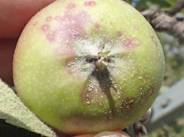 Nymfy 1. generace &scaron;t&iacute;tenky zhoubn&eacute; brzy ztr&aacute;cej&iacute; pohyblivost a&nbsp;&scaron;kod&iacute; na&nbsp;plodech