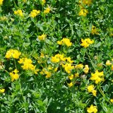 Ošetření semenných porostů jetelovin a dalších pícnin: Štírovníky Ošetření semenných porostů jetelovin a dalších pícnin: Štírovníky