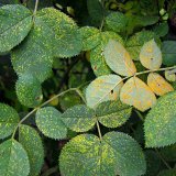 Aktu&aacute;ln&iacute; přehled ochrany zahrad, sadů a&nbsp;vinic - květen a&nbsp;červen 2017