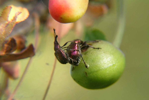 Zobonoska tře&scaron;ňov&aacute; ohrožuje předev&scaron;&iacute;m v&yacute;sadby vi&scaron;n&iacute; v&nbsp;bl&iacute;zkosti lesa a&nbsp;neo&scaron;etřovan&yacute;ch sadů