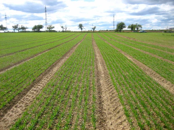 Polní vzcházivost velikost semen neovlivnila Polní vzcházivost velikost semen neovlivnila