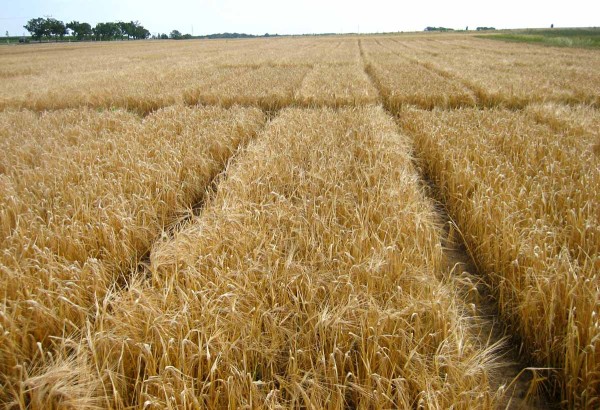 Před sklizní byly porosty řídké a nízké Před sklizní byly porosty řídké a nízké