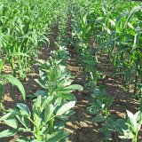 Kukuřice až na prvn&iacute;m m&iacute;stě