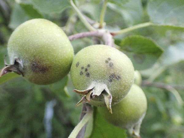 Př&iacute;znaky napaden&iacute; strupovitost&iacute; jabloně na&nbsp;poč&aacute;tku června