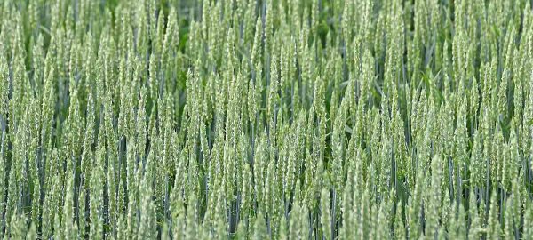 Aktu&aacute;lna situ&aacute;cia ponuky dopytu p&scaron;enice na agropotravin&aacute;rskom trhu Slovenska