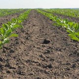 Regulace plevelů v cukrové řepě bez účinné látky desmedipham Regulace plevelů v cukrové řepě bez účinné látky desmedipham