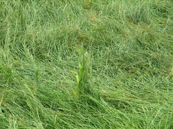 Porosty ozim&yacute;ch j&iacute;lků b&yacute;vaj&iacute; často zapleveleny v&yacute;drolem obilnin