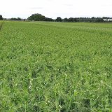 Uplatněn&iacute; s&iacute;ry v&nbsp;listov&eacute; v&yacute;živě hrachu