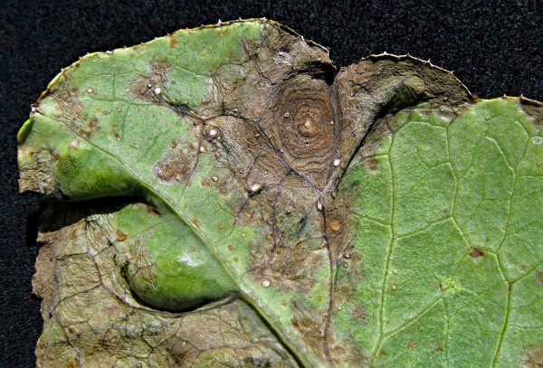 Alternáriová skvrnitost brukvovitých Alternáriová skvrnitost brukvovitých