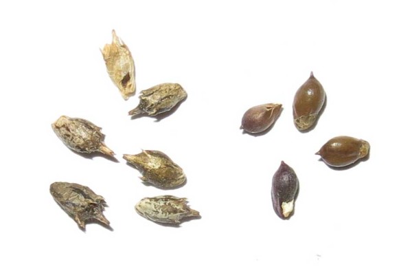 Nažky ambr&oacute;zie (vpravo po odstraněn&iacute; zaschl&yacute;ch č&aacute;st&iacute; z&aacute;krovu)