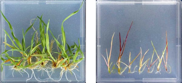 Obr. 4: &Uacute;činnost iodosulfuronu na&nbsp;rezistentn&iacute; (vlevo) a&nbsp;citlivou (vpravo)  populaci 10 dn&iacute; po&nbsp;založen&iacute; RISQ testu