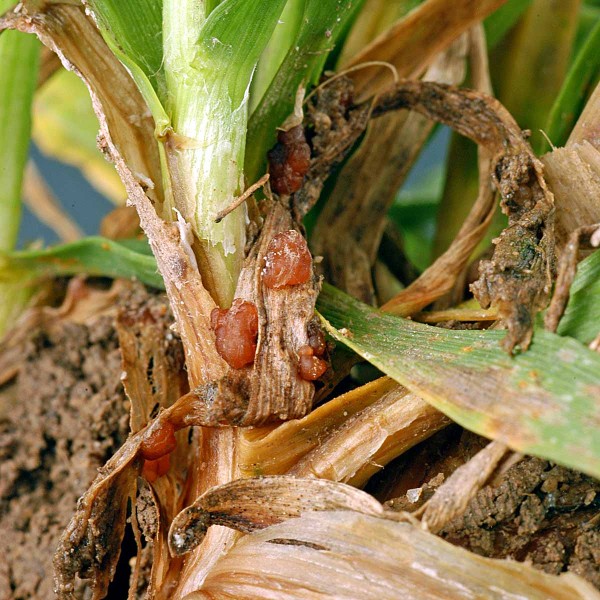 Tyfulová plísňovitost obilnin (paluška travní) Tyfulová plísňovitost obilnin (paluška travní)