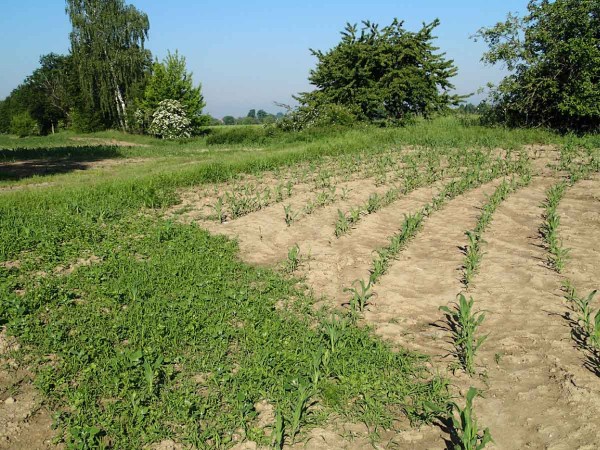 Kukuřice ošetřená PRE herbicidem Camix v dávce 2,5 l/ha , vlevo neošetřená kontrola Kukuřice ošetřená PRE herbicidem Camix v dávce 2,5 l/ha , vlevo neošetřená kontrola
