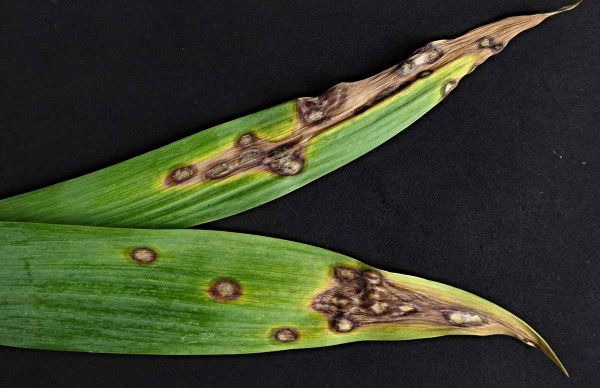 Skvrnitost listů kosatce Skvrnitost listů kosatce