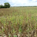 Stimulace vzcházivosti máku Stimulace vzcházivosti máku