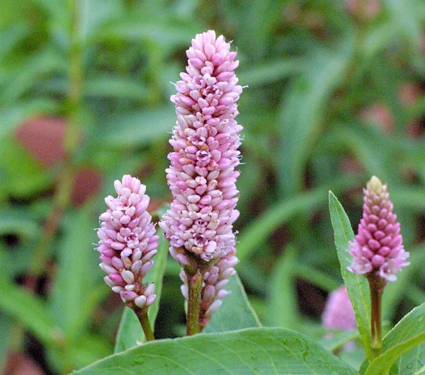 Kvetouc&iacute; rdesno obojživeln&eacute;