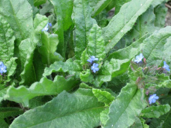 Obr. 3: Prlina roln&iacute; (Lycopsis arvensis)