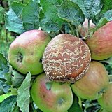 Aktu&aacute;ln&iacute; přehled ochrany zahrad, sadů a&nbsp;vinic - srpen a&nbsp;z&aacute;ř&iacute; 2017