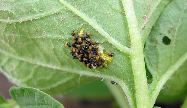 Obr. 2: Vyl&iacute;hl&eacute; larvy I. instaru