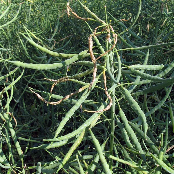 Poškození šešulí bejlomorkou kapustovou Poškození šešulí bejlomorkou kapustovou