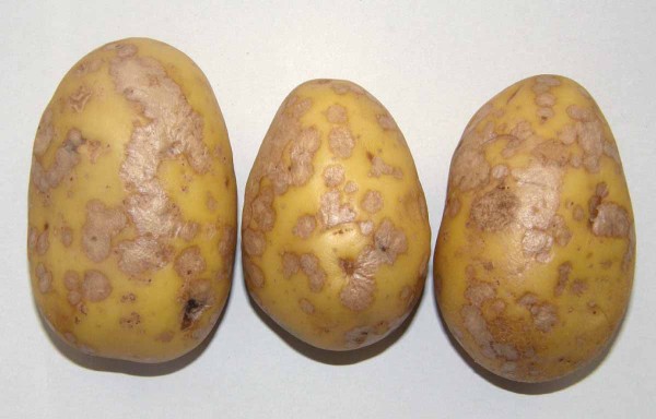 Stříbřitost slupky bramboru Stříbřitost slupky bramboru