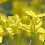 Jak se měn&iacute; citlivost řepkov&yacute;ch &scaron;kůdců k&nbsp;insekticidům