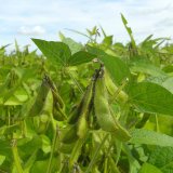 Předpoklad produkce olejnin a&nbsp;zejm&eacute;na s&oacute;ji v&nbsp;roce 2021