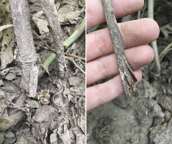 Obr. 6: Napaden&eacute; r&eacute;vy fuz&aacute;rii, lze je snadno přetrhnout, u&nbsp;b&aacute;ze je viditeln&eacute; sporodochium patogena