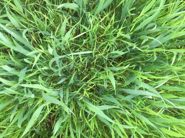 Chundelka metlice (Apera spica-venti) - tenč&iacute; listy v&nbsp;porostu ozim&eacute; p&scaron;enice