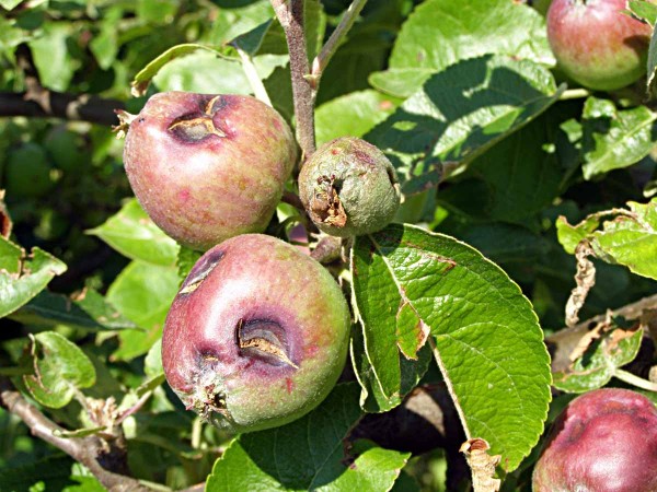 Po&scaron;kozen&iacute; kroupami