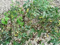 Černá skvrnitost růží Černá skvrnitost růží