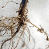 Stimulace osiva s&oacute;ji biologicky aktivn&iacute;mi l&aacute;tkami