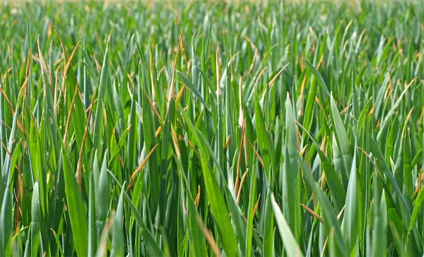 Obr. 3: Poškození či popálení listů od kapalného hnojiva DAM 390 Obr. 3: Poškození či popálení listů od kapalného hnojiva DAM 390