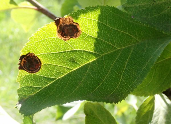 Miny podkopníčka spirálového Miny podkopníčka spirálového
