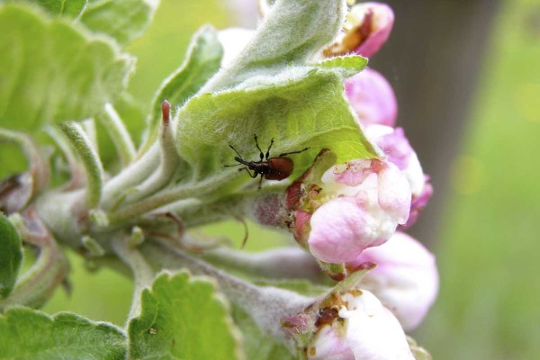 N&aacute;let zobonosek do&nbsp;sadů překlenuje dlouh&eacute; obdob&iacute; - brouci aktivně působ&iacute; &scaron;kody od&nbsp;my&scaron;&iacute;ho ou&scaron;ka  až do&nbsp;BBCH 73&ndash;74