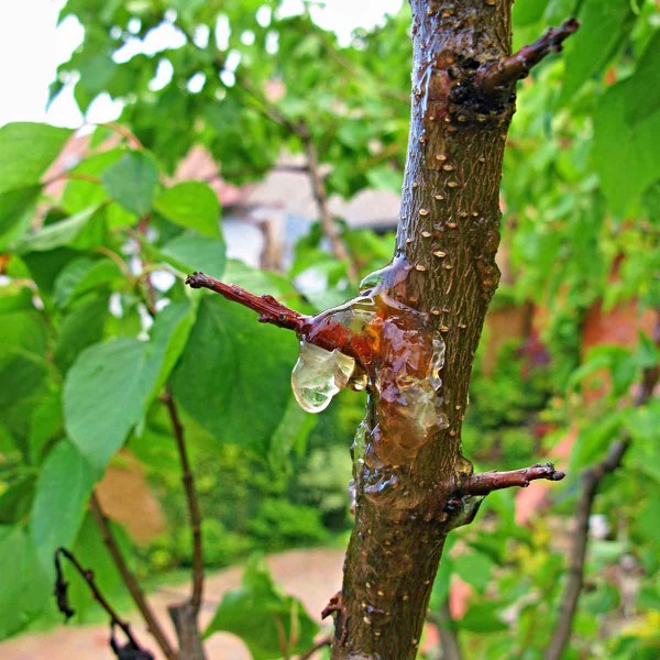 Klejotok na větvi Klejotok na větvi