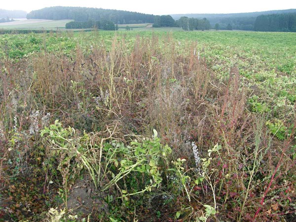 Plevele v porostu brambor mohou komplikovat sklizeň Plevele v porostu brambor mohou komplikovat sklizeň