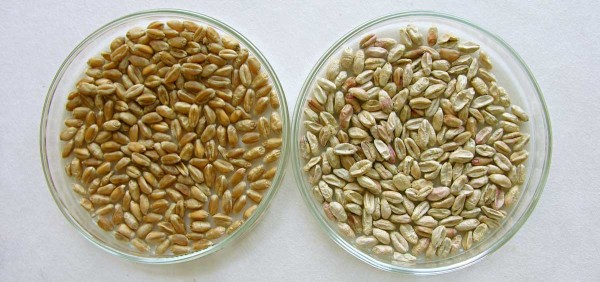 obr. 6 Zdrav&eacute; (vlevo) a&nbsp;napaden&eacute; (vpravo) zrno