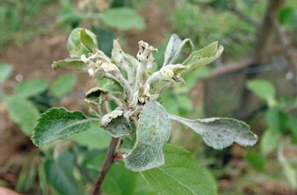 Na počátku května se ve výsadbách jabloní již setkáváme s viditelnými příznaky výskytu padlí Na počátku května se ve výsadbách jabloní již setkáváme s viditelnými příznaky výskytu padlí