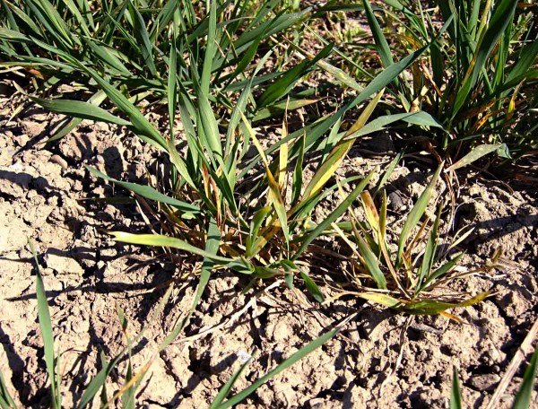 Virová zakrslost pšenice Virová zakrslost pšenice