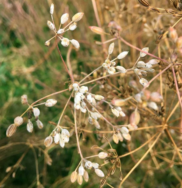 Obr. 1: Padl&iacute; (Erysiphe heraclei) na dozr&aacute;vaj&iacute;c&iacute;ch nažk&aacute;ch km&iacute;nu