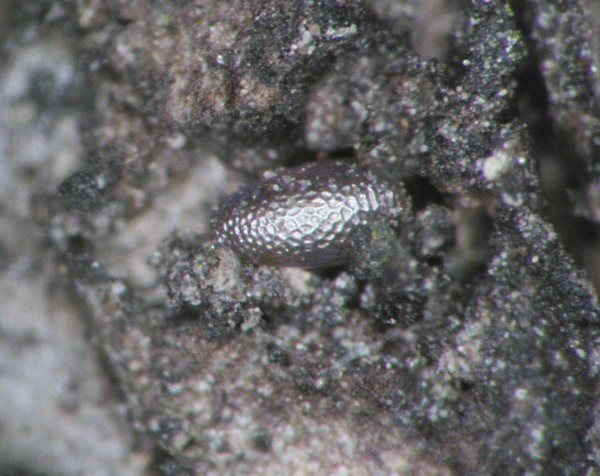 Vaj&iacute;čko p&iacute;ďalky