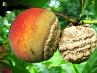 Moniliniová hniloba peckovin Moniliniová hniloba peckovin