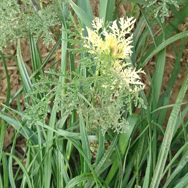 Úhorník mnohodílný infikovaný CaMV Úhorník mnohodílný infikovaný CaMV