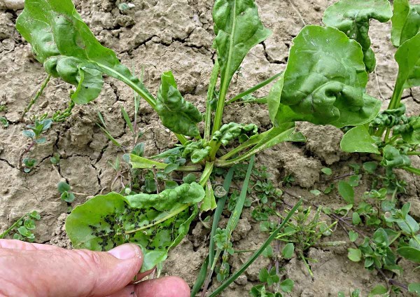 M&scaron;ice makov&aacute; na cukrovce