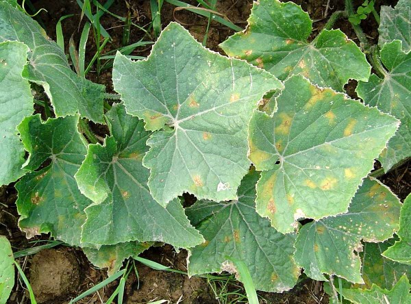 Plíseň dýňovitých (plíseň okurková) Plíseň dýňovitých (plíseň okurková)