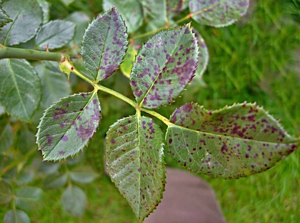 Čern&aacute; skvrnitost růž&iacute;